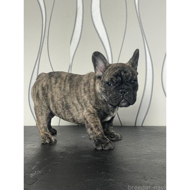 販売中の三重県のフレンチブルドッグ-432714の2枚目