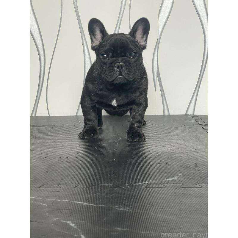 販売中の三重県のフレンチブルドッグ-432715の8枚目