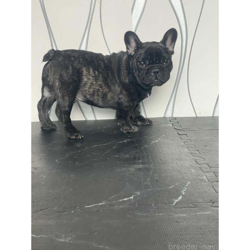 販売中の三重県のフレンチブルドッグ-432715の7枚目