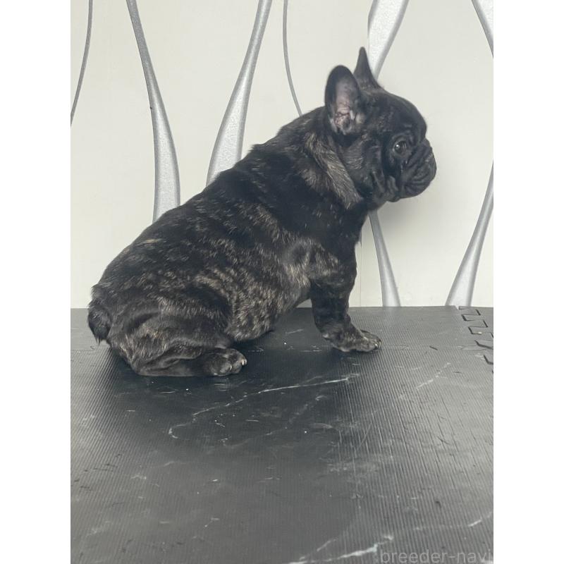 販売中の三重県のフレンチブルドッグ-432715の6枚目