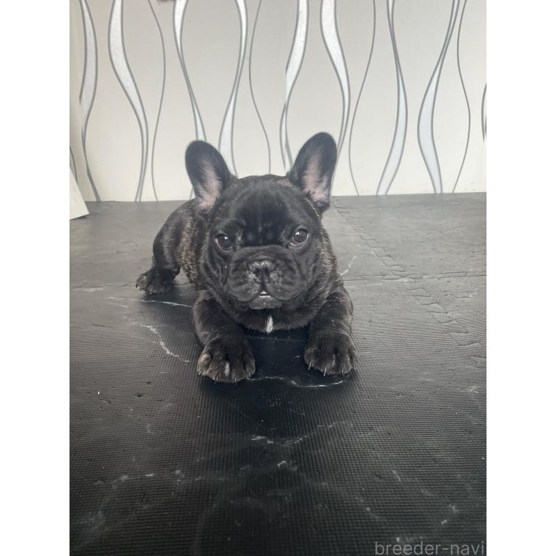 販売中の三重県のフレンチブルドッグ-432715の5枚目