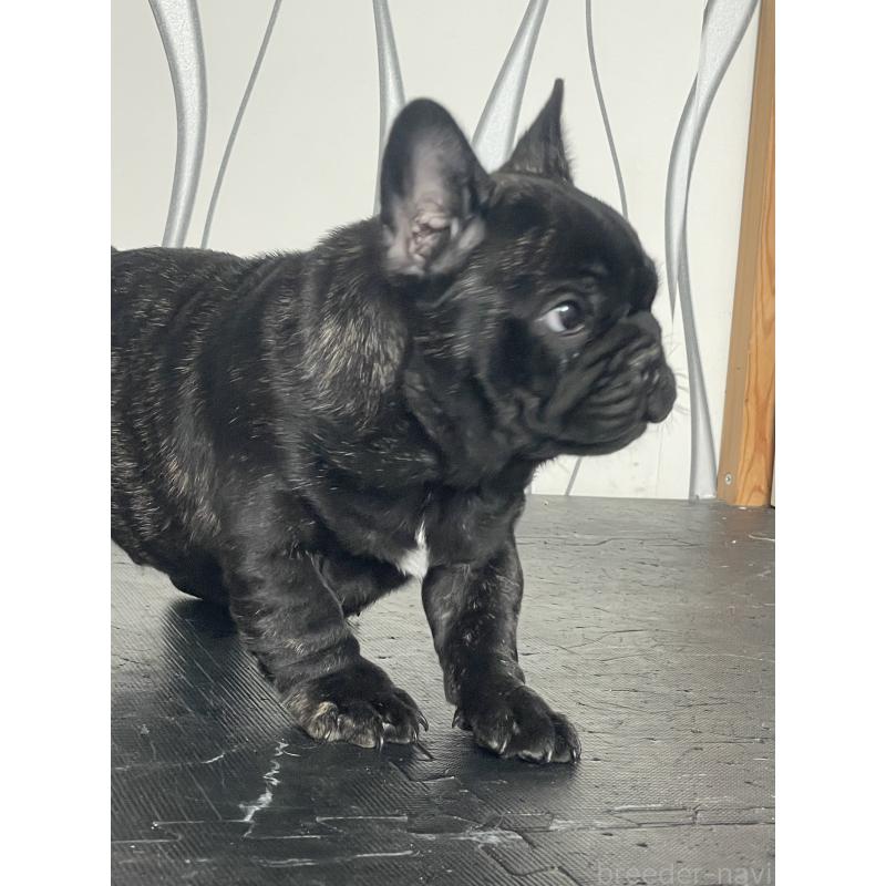 販売中の三重県のフレンチブルドッグ-432715の4枚目