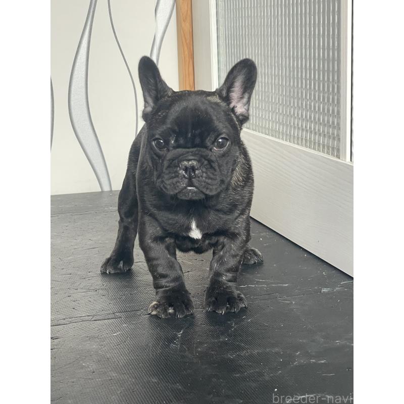 販売中の三重県のフレンチブルドッグ-432715の3枚目