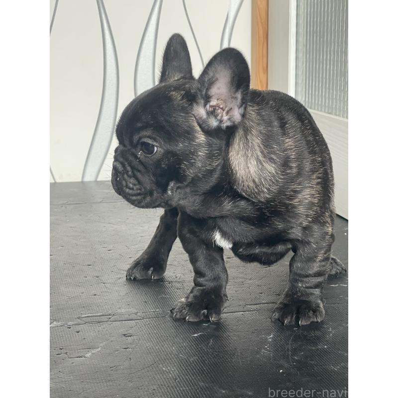 販売中の三重県のフレンチブルドッグ-432715の2枚目