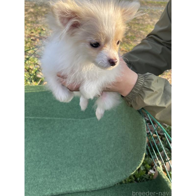 販売中の熊本県のポメラニアン-435924の3枚目