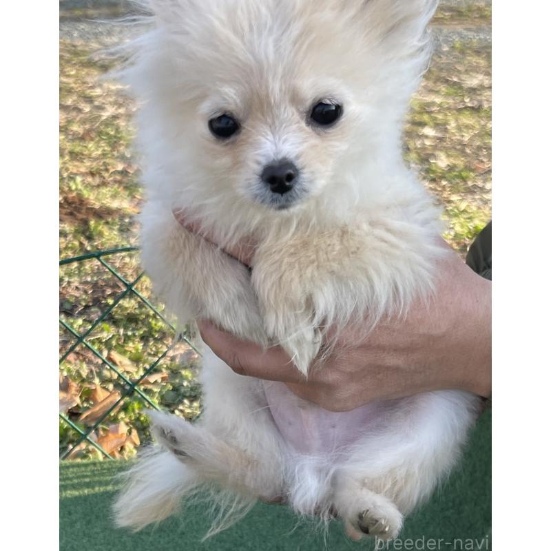 販売中の熊本県のポメラニアン-435937の3枚目