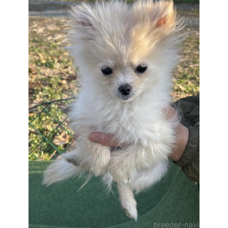 販売中の熊本県のポメラニアン-435937の2枚目