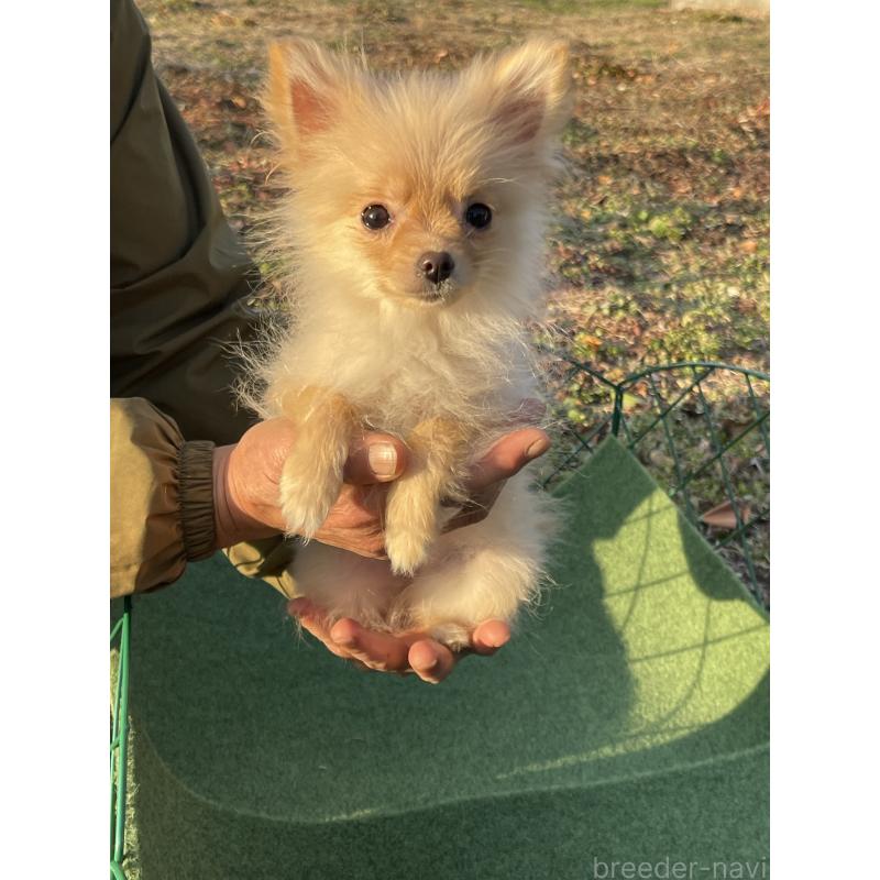 販売中の熊本県のポメラニアン-435931の2枚目