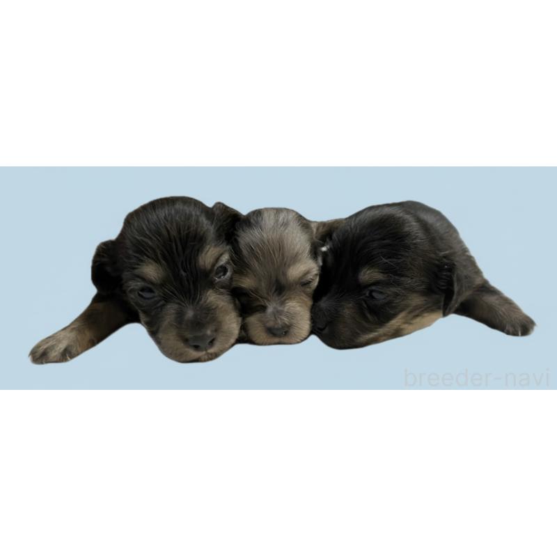 販売中の兵庫県のカニンヘンダックスフンド(ロングヘアード)-442153