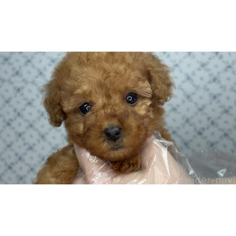 販売中の東京都のタイニープードル-442158の6枚目