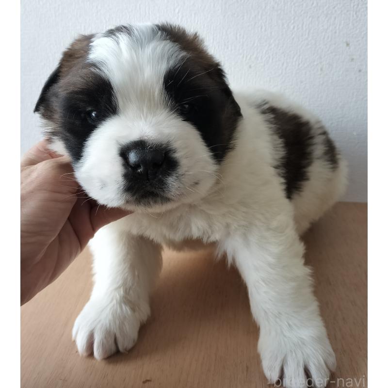 販売中の岐阜県のセントバーナード-439405