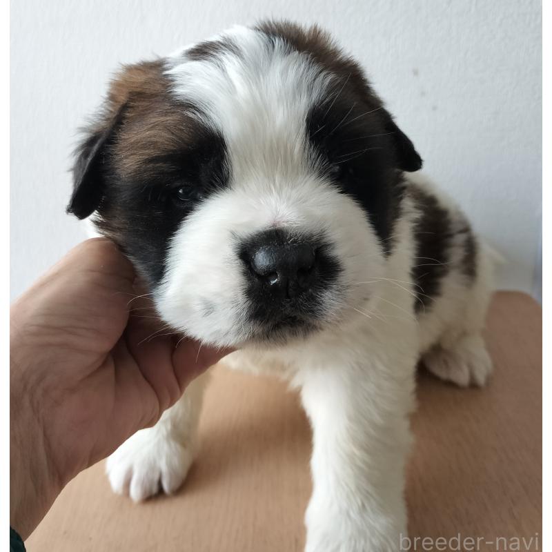 販売中の岐阜県のセントバーナード-439405の6枚目