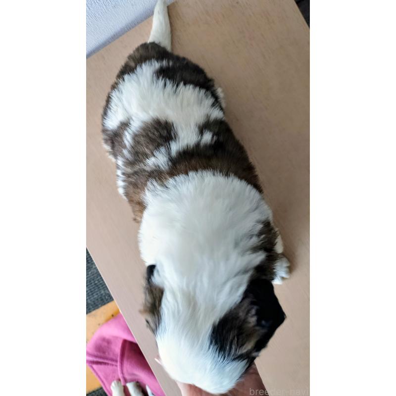 販売中の岐阜県のセントバーナード-442159の4枚目