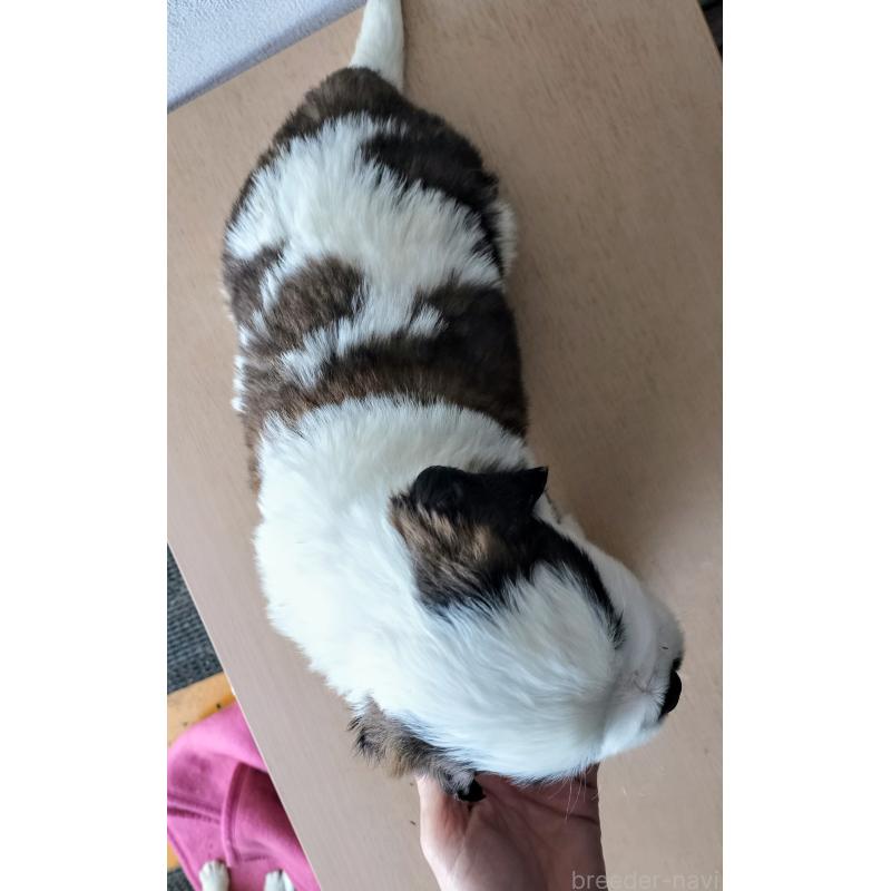 販売中の岐阜県のセントバーナード-442159の2枚目