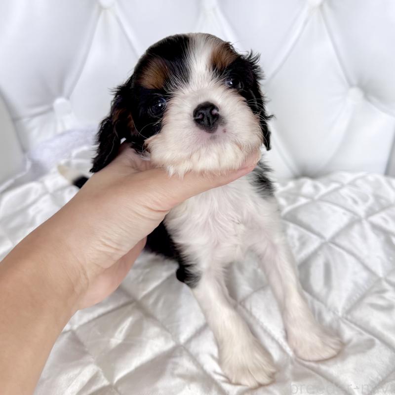 販売中の福岡県のキャバリアキングチャールズスパニエル-439676の56枚目