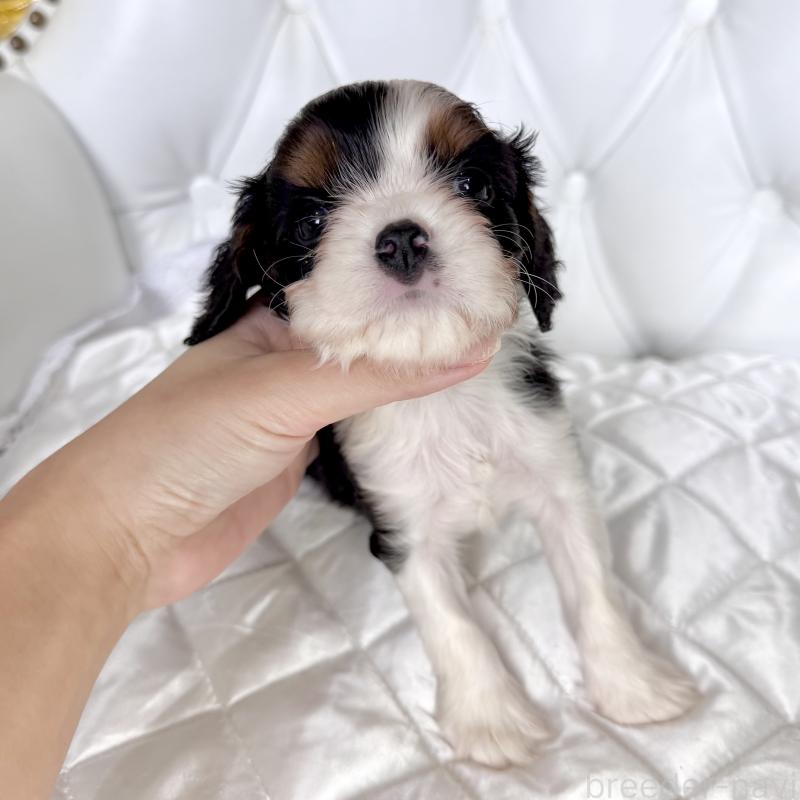 販売中の福岡県のキャバリアキングチャールズスパニエル-439676の55枚目