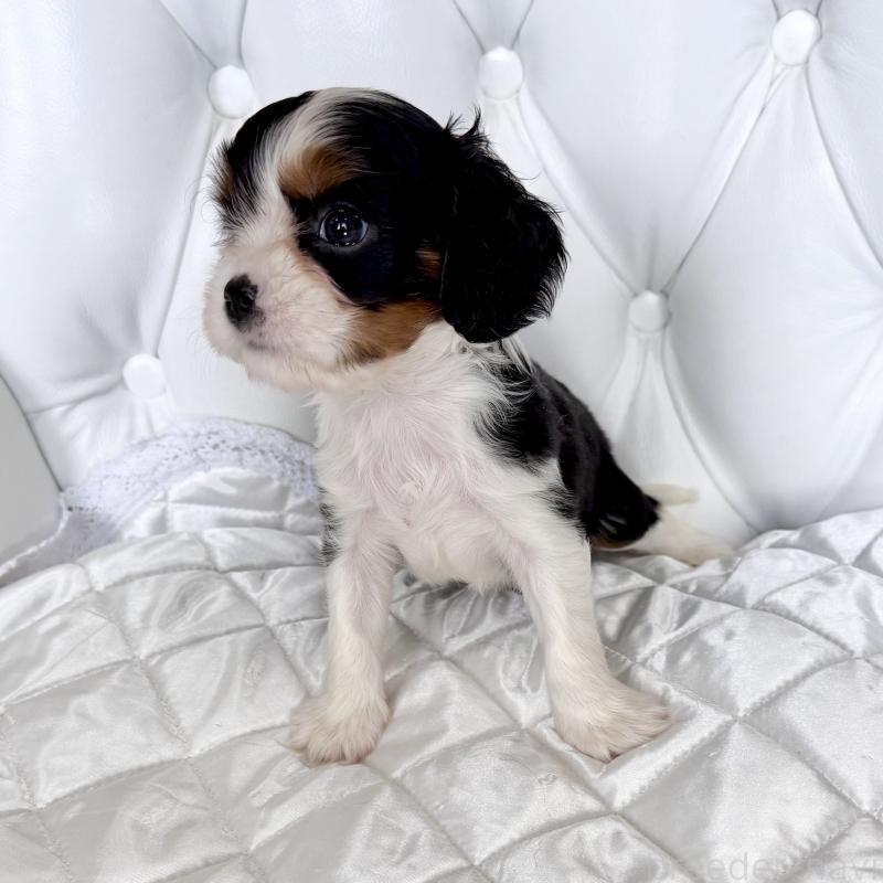 販売中の福岡県のキャバリアキングチャールズスパニエル-439676の54枚目