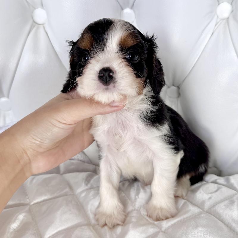 販売中の福岡県のキャバリアキングチャールズスパニエル-439676の53枚目