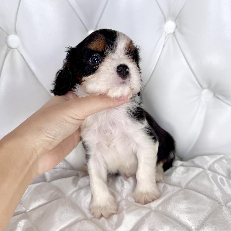 販売中の福岡県のキャバリアキングチャールズスパニエル-439676の52枚目