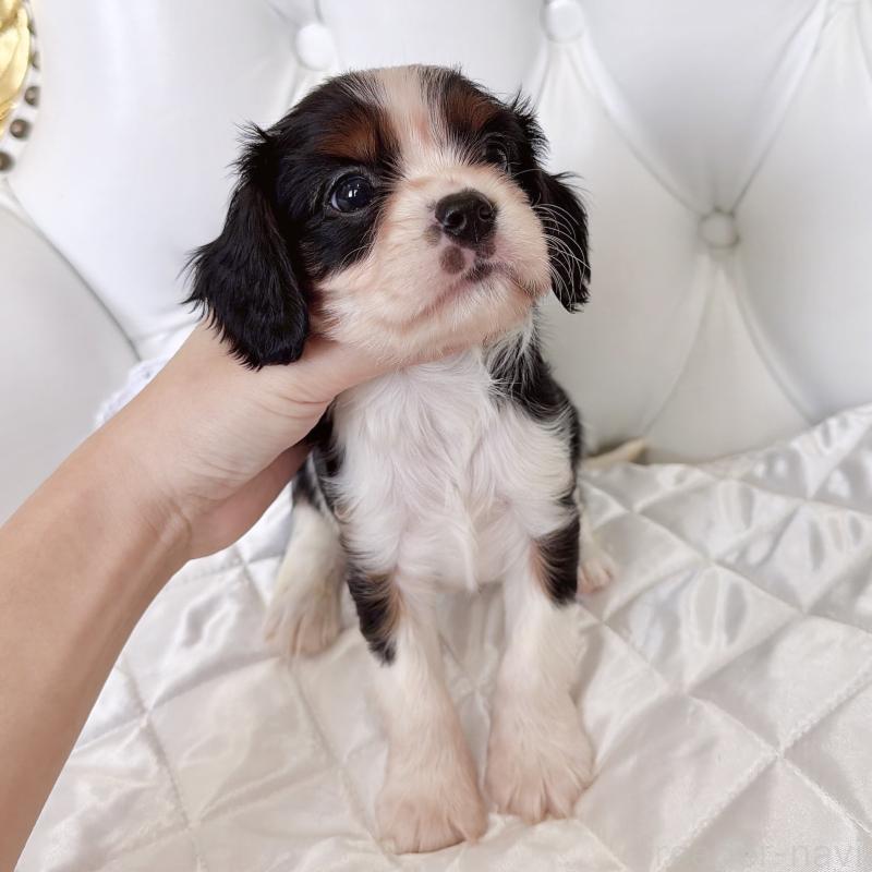 成約済の福岡県のキャバリアキングチャールズスパニエル-439688の24枚目