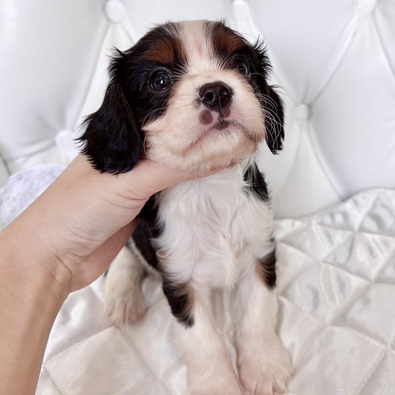 成約済の福岡県のキャバリアキングチャールズスパニエル-439688の23枚目