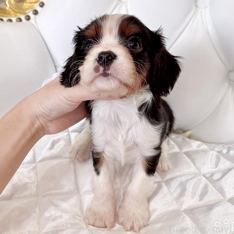 成約済の福岡県のキャバリアキングチャールズスパニエル-439688の22枚目