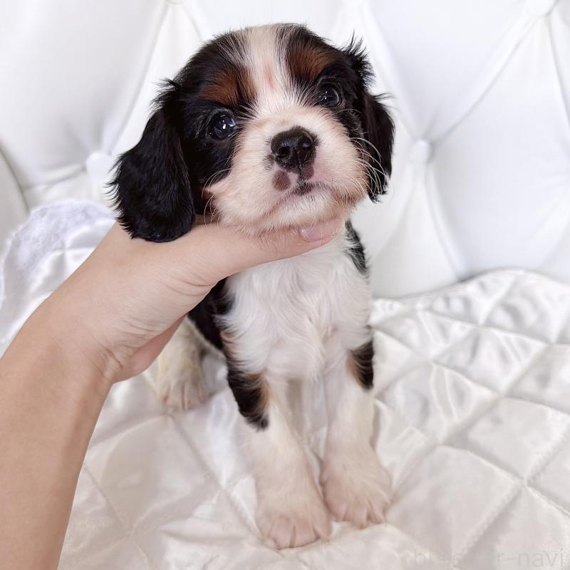 成約済の福岡県のキャバリアキングチャールズスパニエル-439688の21枚目