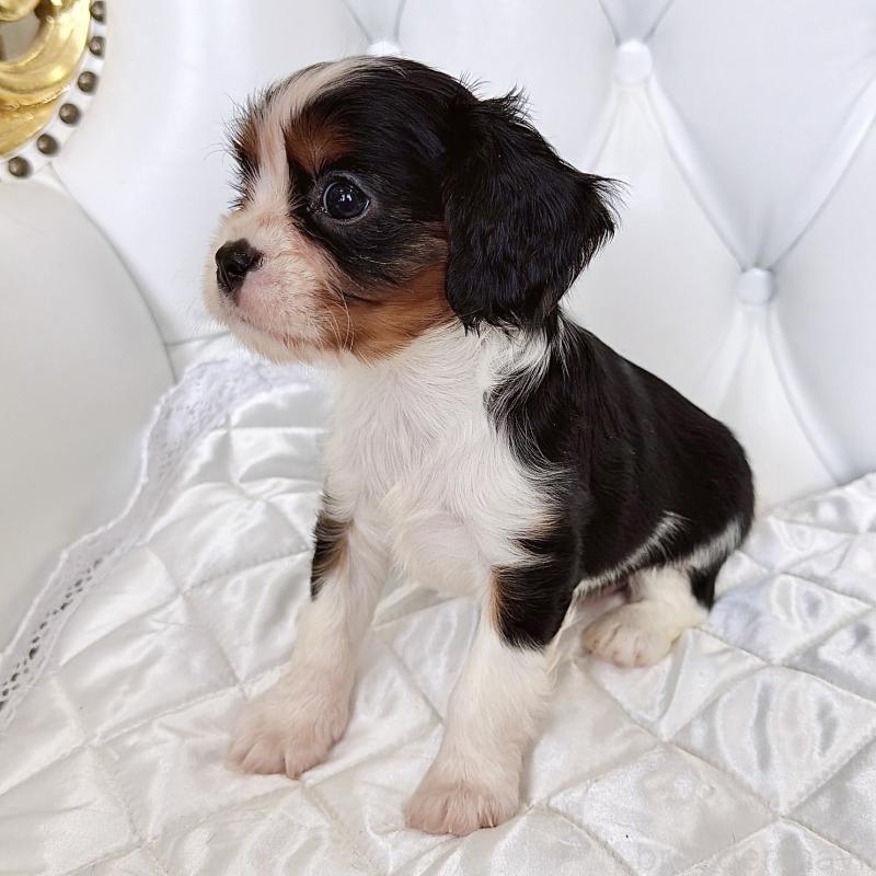 成約済の福岡県のキャバリアキングチャールズスパニエル-439688の20枚目