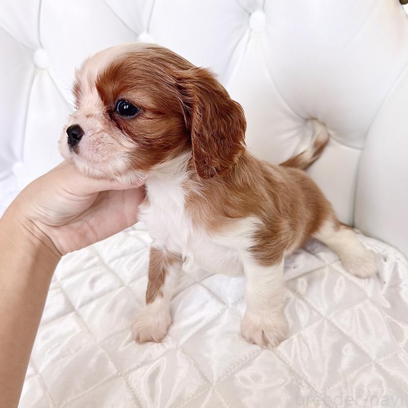 成約済の福岡県のキャバリアキングチャールズスパニエル-439695の49枚目