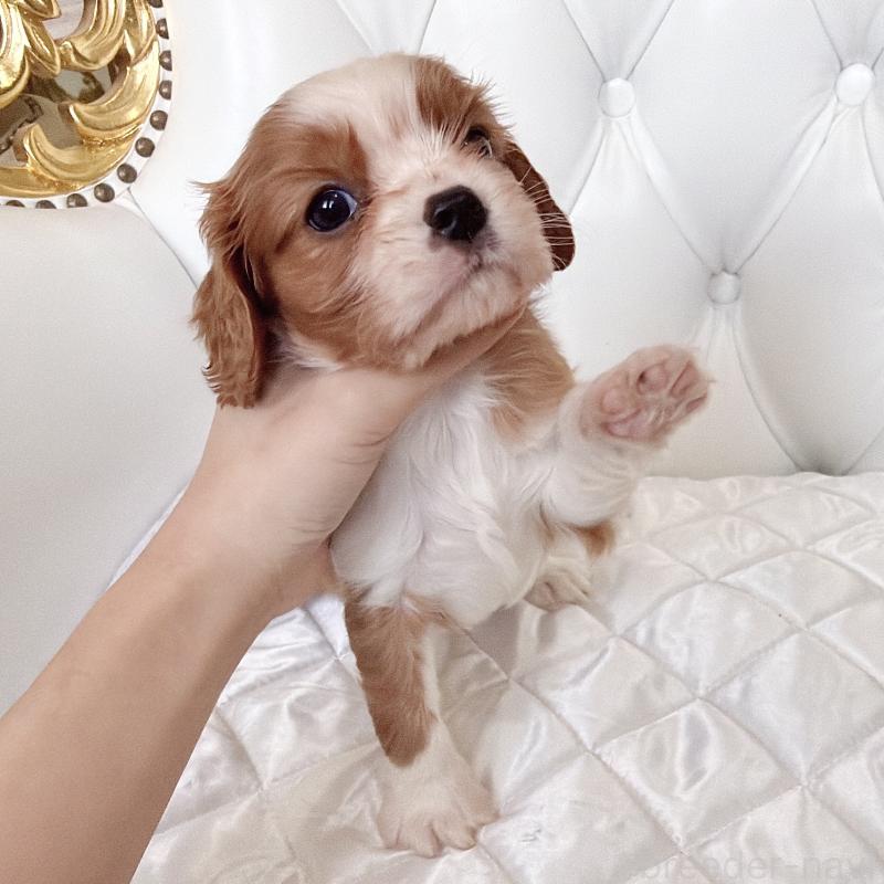 成約済の福岡県のキャバリアキングチャールズスパニエル-439695の48枚目