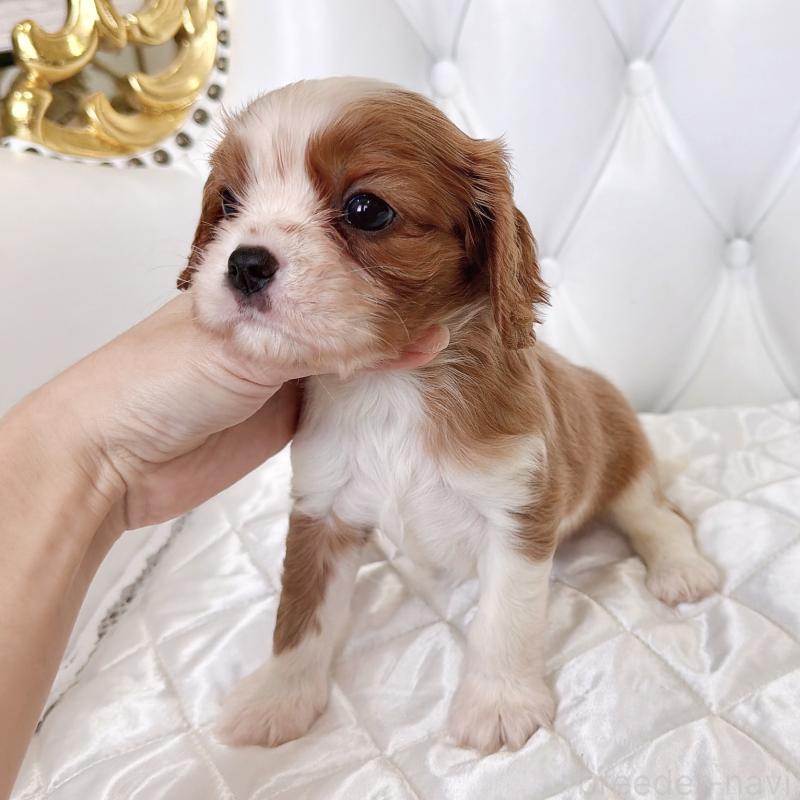 成約済の福岡県のキャバリアキングチャールズスパニエル-439695の47枚目