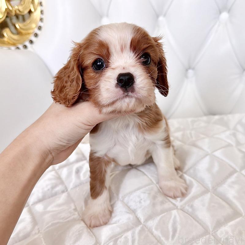 成約済の福岡県のキャバリアキングチャールズスパニエル-439695の46枚目