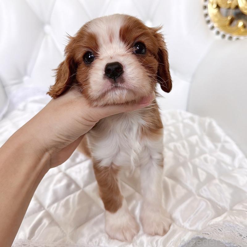 成約済の福岡県のキャバリアキングチャールズスパニエル-439695の45枚目