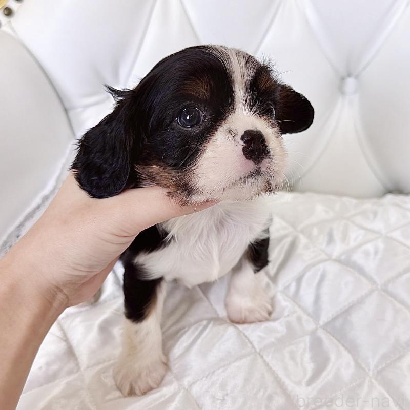 販売中の福岡県のキャバリアキングチャールズスパニエル-439702の60枚目