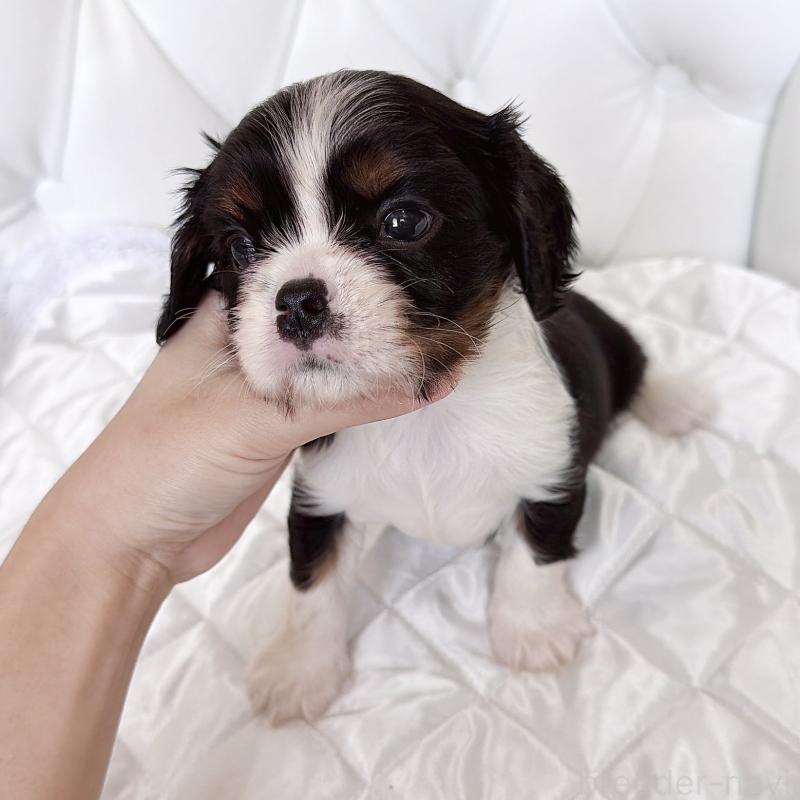 販売中の福岡県のキャバリアキングチャールズスパニエル-439702の59枚目