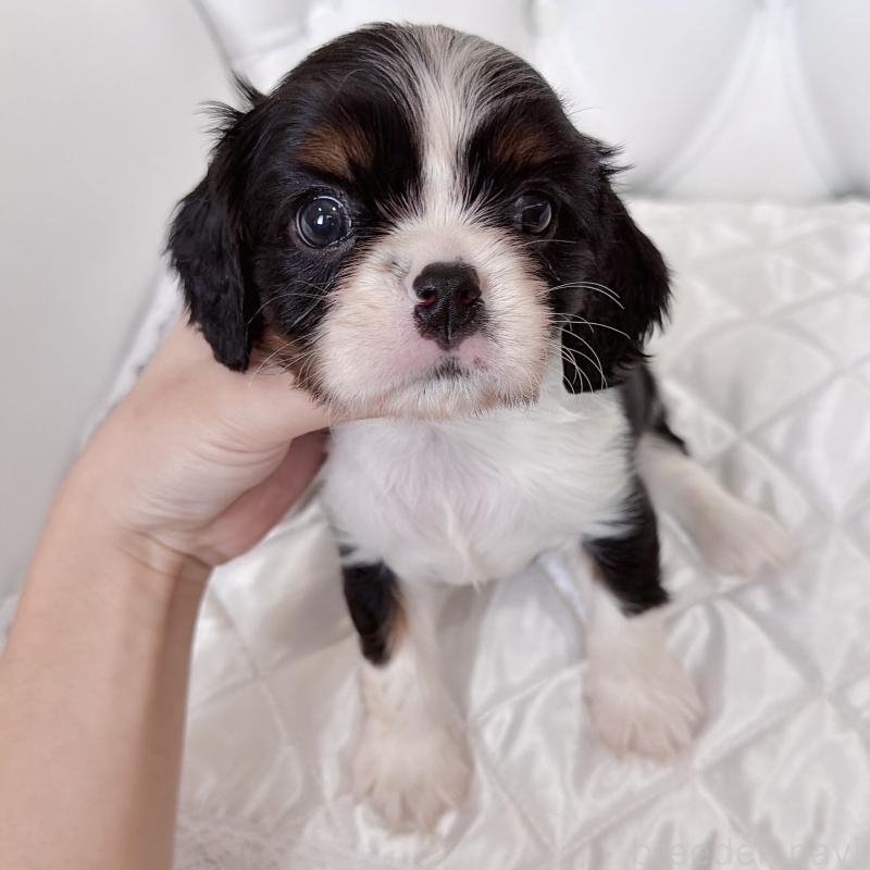 販売中の福岡県のキャバリアキングチャールズスパニエル-439702の58枚目