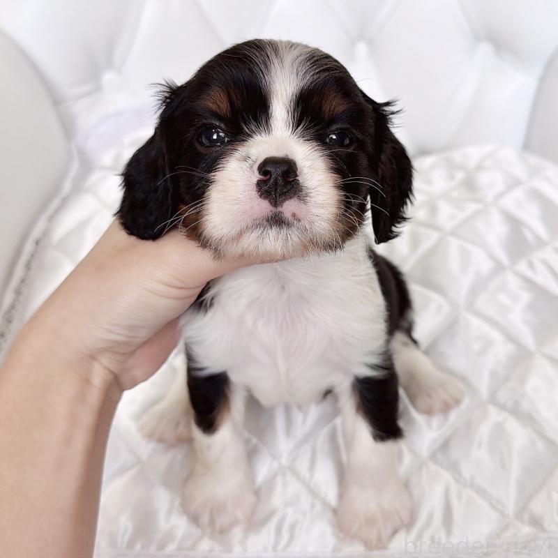 販売中の福岡県のキャバリアキングチャールズスパニエル-439702の57枚目