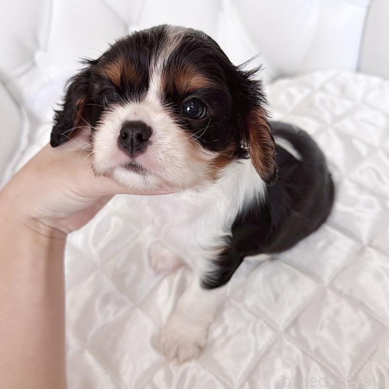 成約済の福岡県のキャバリアキングチャールズスパニエル-439706の38枚目