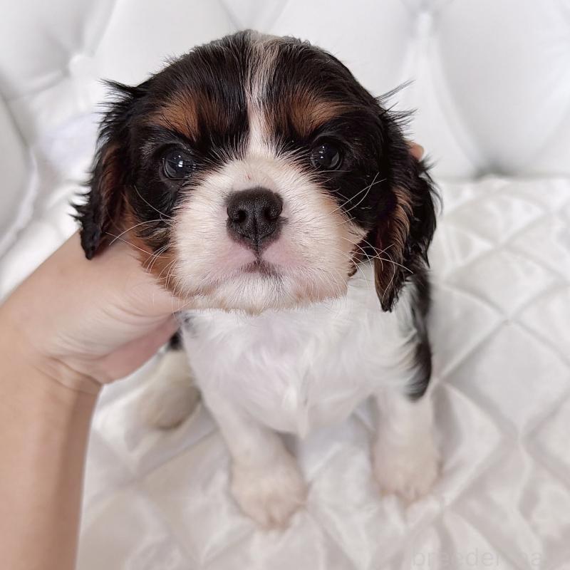 成約済の福岡県のキャバリアキングチャールズスパニエル-439706の37枚目