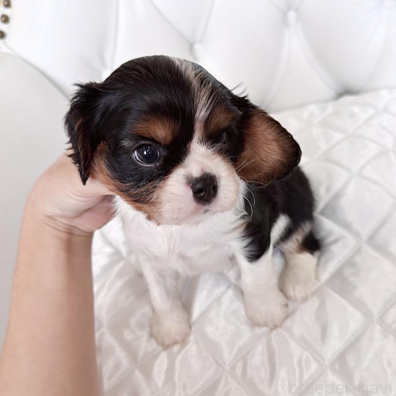 成約済の福岡県のキャバリアキングチャールズスパニエル-439706の36枚目