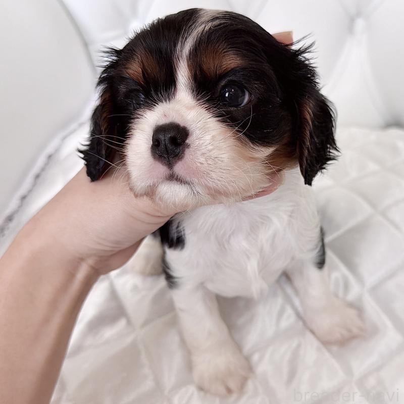 成約済の福岡県のキャバリアキングチャールズスパニエル-439706の35枚目