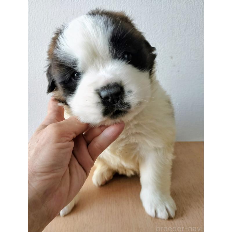 成約済の岐阜県のセントバーナード-439461の4枚目