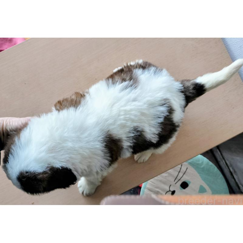 成約済の岐阜県のセントバーナード-439461の3枚目