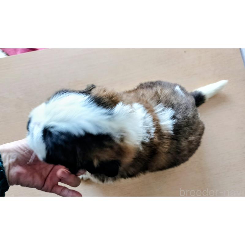 販売中の岐阜県のセントバーナード-442160の3枚目