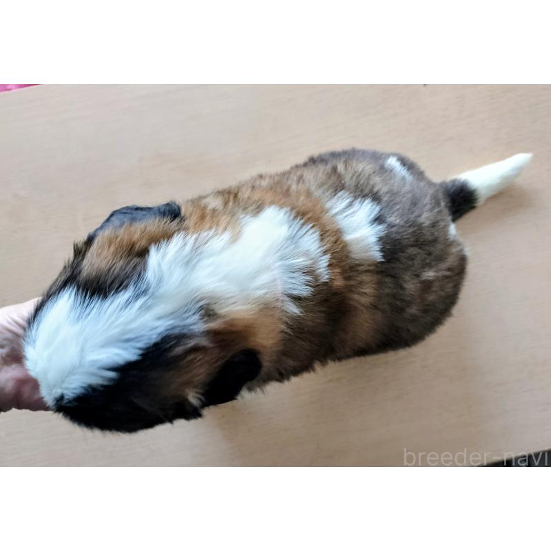 販売中の岐阜県のセントバーナード-442160の2枚目