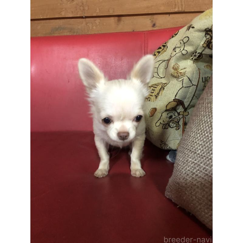 販売中の兵庫県のチワワ(ロングコート)-413797の12枚目