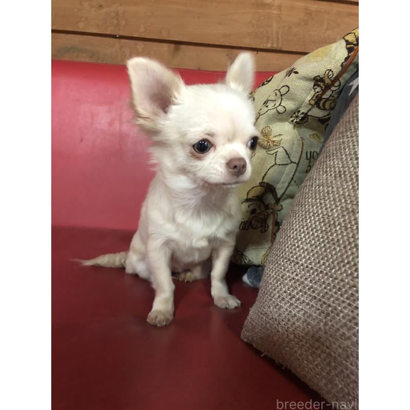 販売中の兵庫県のチワワ(ロングコート)-413797の11枚目