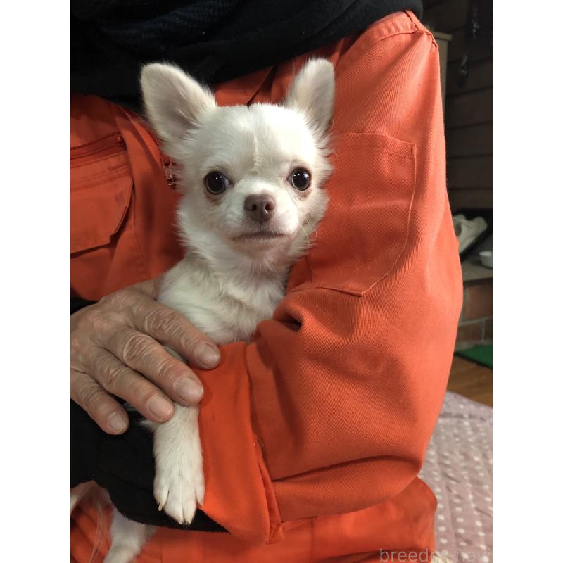 販売中の兵庫県のチワワ(ロングコート)-413797の9枚目