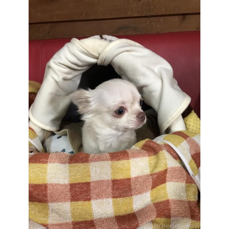 販売中の兵庫県のチワワ(ロングコート)-413797の8枚目