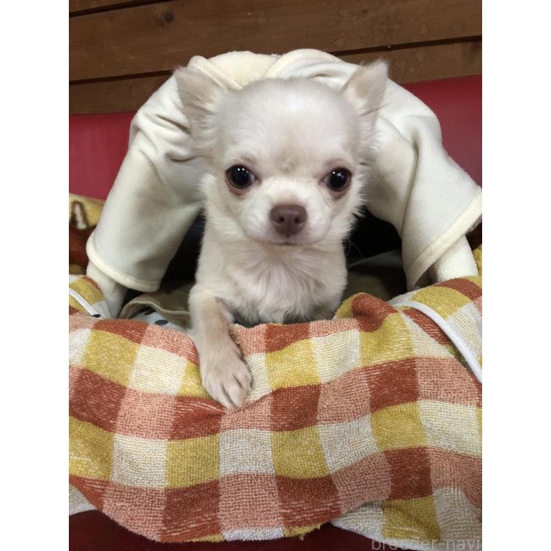 販売中の兵庫県のチワワ(ロングコート)-413797の7枚目